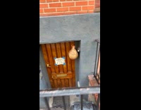 Horseshoe crab hanged outside the building door