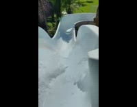 Pet dog runs back and forth on the waterslide