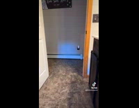 Collab DogIG - Dog gets different footwear to bite everyday