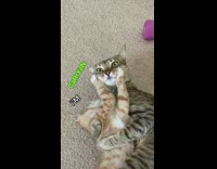 Kitten loves to annoy older cat