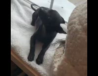 Black chihuahua tries to play with dog