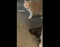 Collab BitchMP - Cat Caught Qtips Causes a Mess