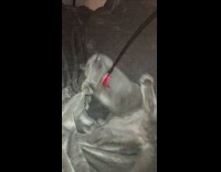 Collab KaleSaladIG - Cat plays with stick feather toy