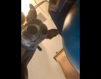 Dog stares and ran from interactive globe