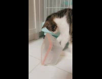 Brown grey cat bites orange plastic container 