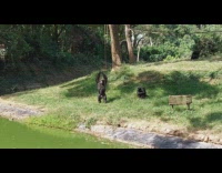 Chimpanzee show off to have food given