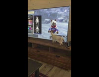 White cat trying to pet cat samurai game on tv 