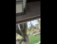 Woman scared of gorilla that attacks her