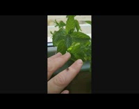 Collab DailyDoseOfInternet - Spider on leaf jump crawl on finger