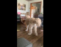 Two dogs tug of war with towel