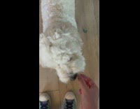 Pet dog sneezes on command and feeds cheese