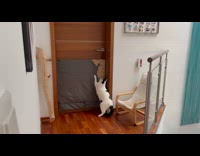 Cat jumps to reach doorknob to open