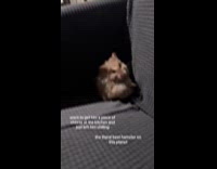 Hamster adorable chilling on couch