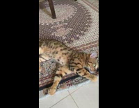 Orange cat rolls on rug 