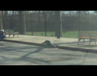 Turkey eats spaghetti