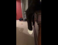 Cat laying on bed frame