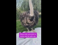 Daily routine with ostrich pet