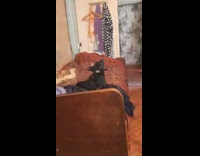 Collab WeirdM - Black Chihuahua howls beside another dog on the couch