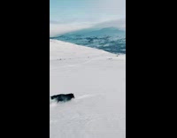 Dog runs after snowboard down mountain