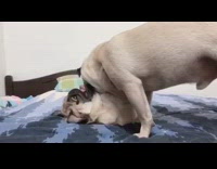 Two pug dogs play bed blue blanket 