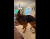 German Shepherd dog turns head and tilt