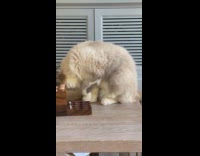 Grey cat blue eyes sit on table