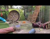 A bunch of cats playing in a backyard homemade cat gym 
