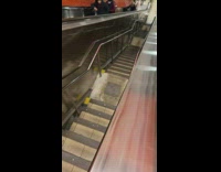 Rat crawl down the stairs subway station