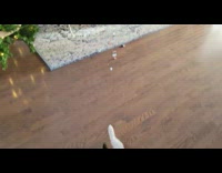 Dog lay floor show belly ripped paper