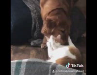 Brown golden retriever plays with orange cat and bites neck and head