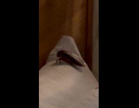 Huge cockroach on submitter pillow 