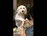 White dog getting nails filed by woman