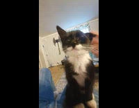 Sleepy cat nods off from owner touch