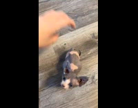 Collab Clips MPUGC - Sphynx kitten overeats had big belly 