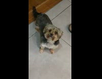 Two pet dog stares at filmer and eats the treat given to them