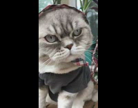 Grey cat wears shirt and plaid bandana 