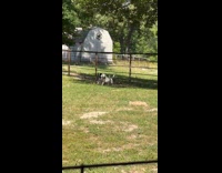 Two dogs walking stick together