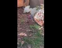 Brown chicken eats pecks dead mouse rat