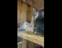 Two kittens play in wooden cage with glass