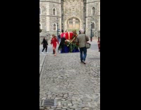 Man black shirt climb large crown roses