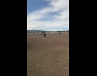 Guy brown horse run around dirt rope 