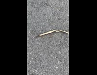 Ants carry long object on the ground