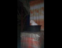 Collab DailyDoseOfInternet - White cat sits black bucket container flash 