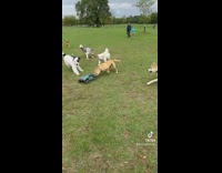 Dogs chase RC toy car around park 