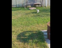 Girl drags white cat on blue blanket 