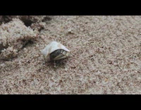 Small hermit crab crawl on beach sand