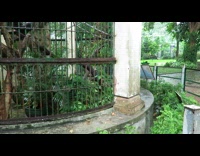 Monkey throws fruit at couple filming video