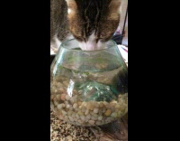 Collab PubityPets - Thirsty Cat Drinks Water from Fish Bowl