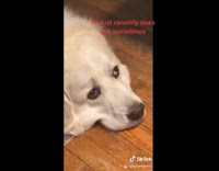 White dog lays on floor puffs cheeks 