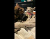 Two cats laying fight and hit each other 